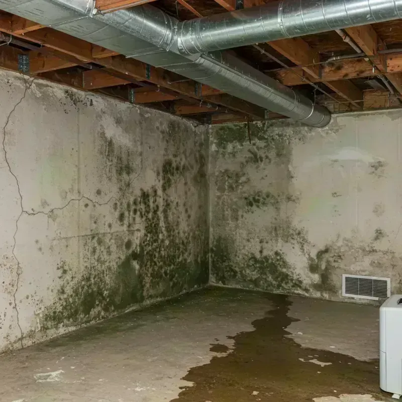 Professional Mold Removal in Bealeton, VA